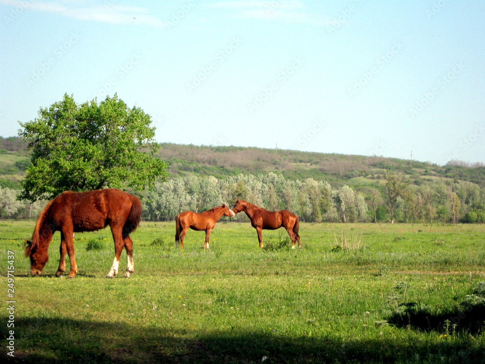 two horses on a meadow two horses on a meadow