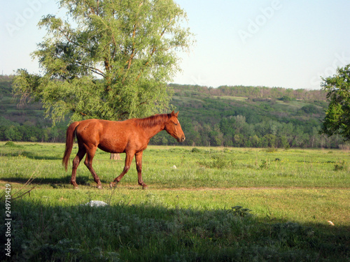 horse on meadow