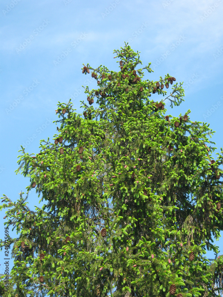 Fototapeta premium tree on background of blue sky