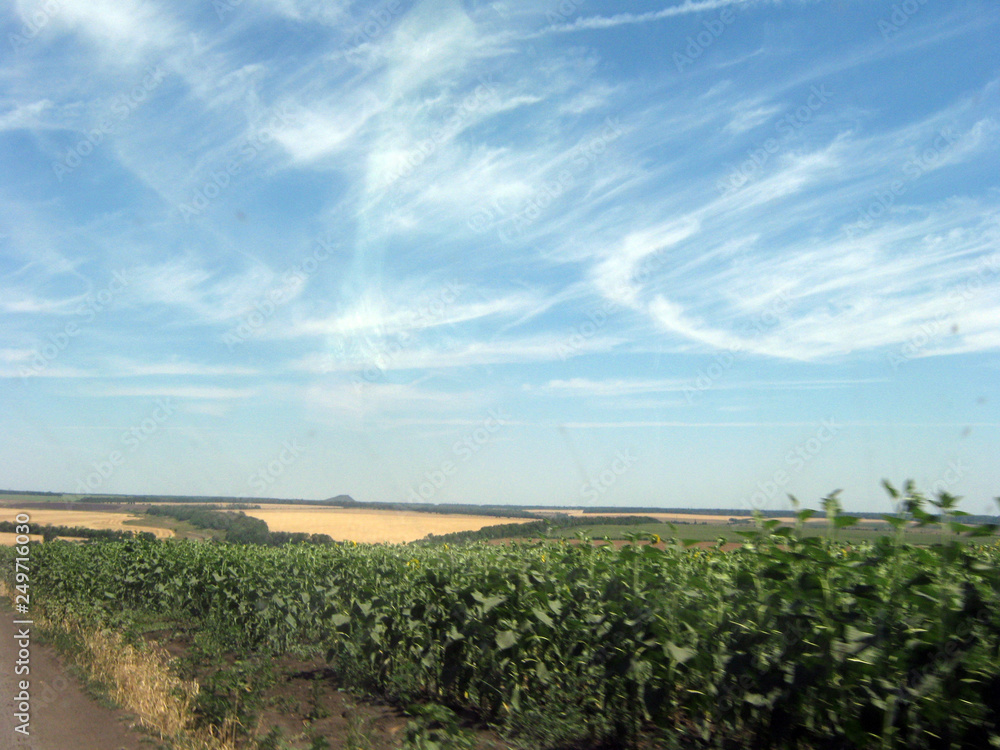 landscape with green field and blue sky