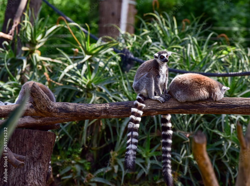 Obraz premium Lemurs on a tree. Monkeys at the zoo park.