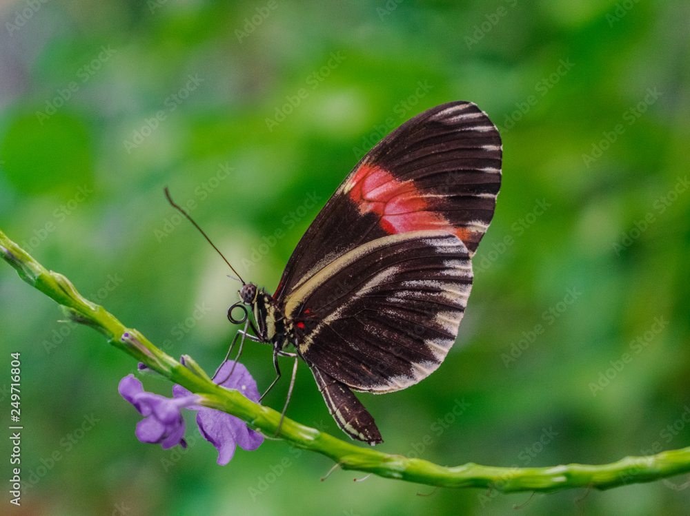 Red postman butterfly (heliconius erat) on a green stem, with a violet flower, and green vegetation background Red postman butterfly (heliconius erat) on a green stem, with a violet flower, and green vegetation background