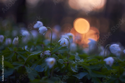White spring flowers, snowdrops in the forest. Anemone nemorosa - wood anemone, windflower, thimbleweed, and smell fox. © Nataliia