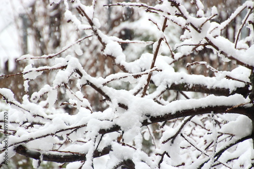 Winterzeit-Natur-verschneit © PhotoArtBC