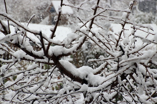 Kahler Baum bedeckt mit Schnee