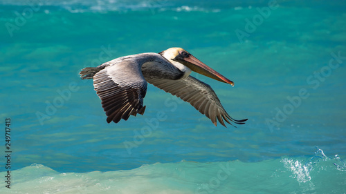 closeup of pelican in flight 