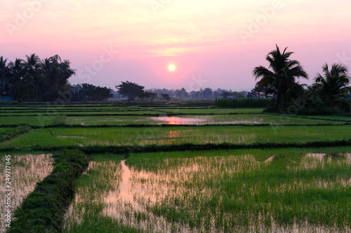 sunrise at paddy, sun with rice field at daw