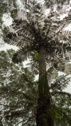 Fanjan, fougère arborescente, fanant indigène, forêt des Hauts, La Réunion photo