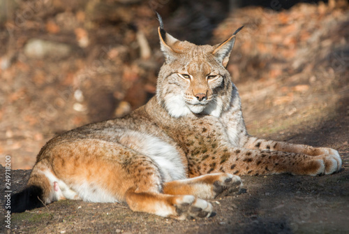 Eurasischer Luchs oder Nordluchs (Lynx lynx)