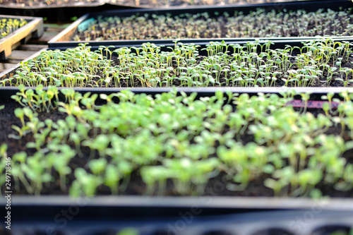 lettuce seedling growing in cultivation tray