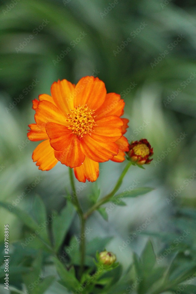 Beautiful cosmos colorful flowers in the garden Beautiful cosmos colorful flowers in the garden