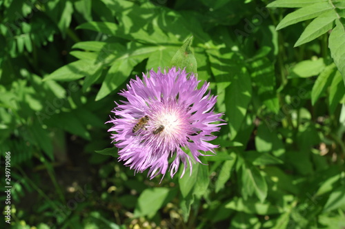 flower  pink flower  bee