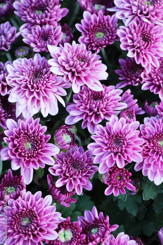 Chrysanthemums flower is beautiful in the garden Chrysanthemums flower is beautiful in the garden