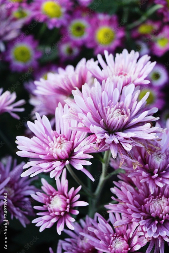 Chrysanthemums flower is beautiful in the garden Chrysanthemums flower is beautiful in the garden