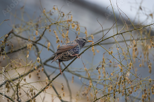 Common Starling Perched on Branch in Winter
