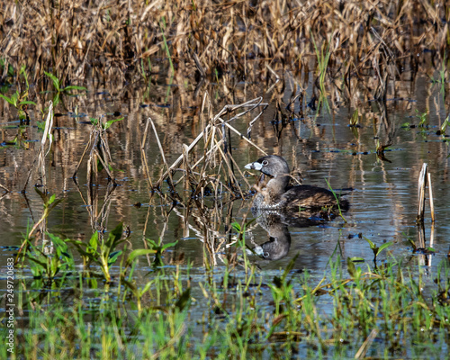 Pied-billed Grebe along the nature trail
