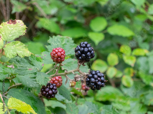 Blackberries in park