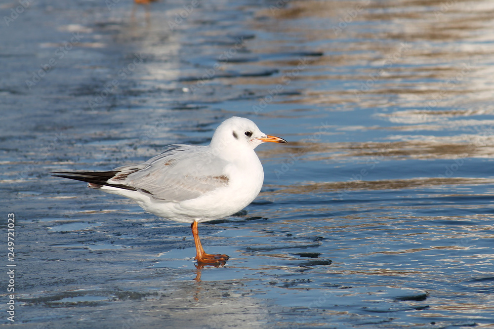 Adult Black-headed gull (Chroicocephalus ridibundus) in first winter plumage on ice, Belarus