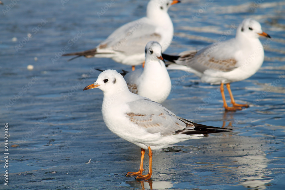 Naklejka premium Adult Black-headed gulls Chroicocephalus ridibundus in first winter plumage on ice, Belarus