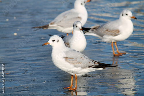 Adult Black-headed gulls Chroicocephalus ridibundus in first winter plumage on ice, Belarus