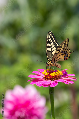 Butterfly sits on a pink flower on a green background
