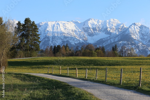 Idyllic landscape in the Alps with fresh green meadows, blooming flowers and snowcapped mountain 
