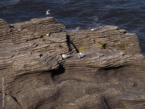 Paparoa national park. Punakiki. Pancake rocks. Westcoast New Zealand photo