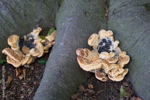 mushrooms on stump