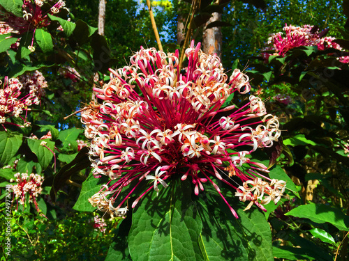 Starburst Cerodendrum photo