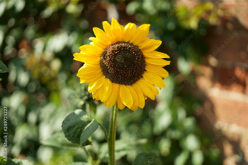 Obraz premium sunflower