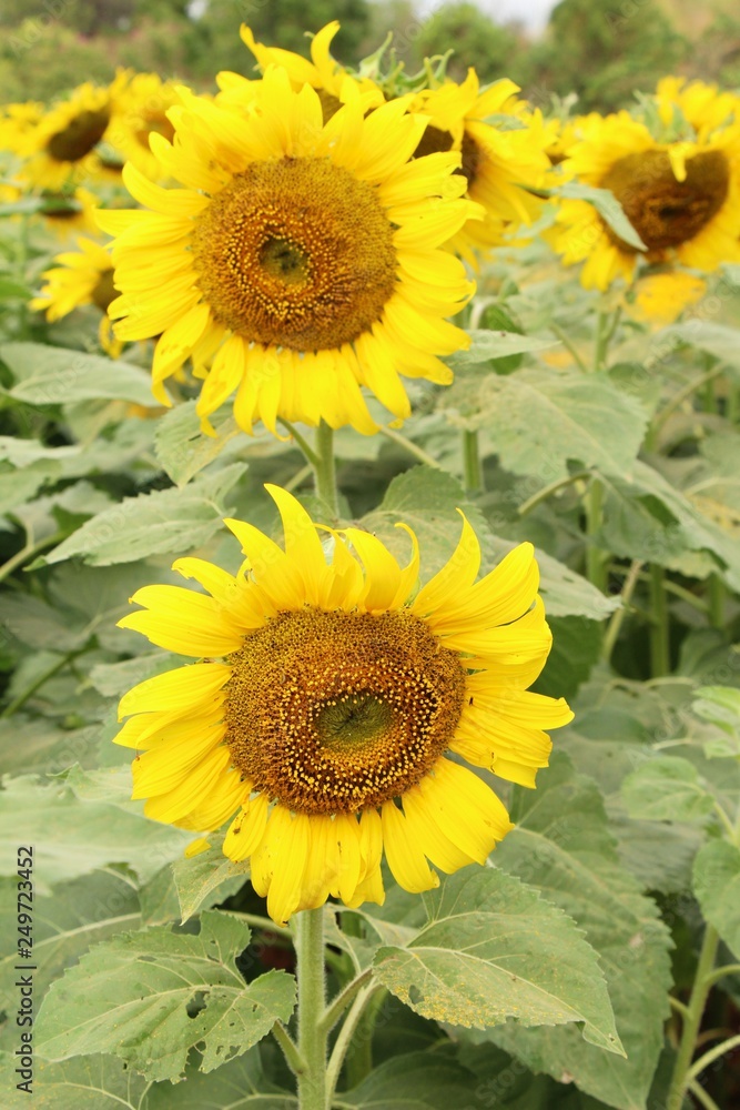 Obraz premium Sunflowers field at beautiful in the garden