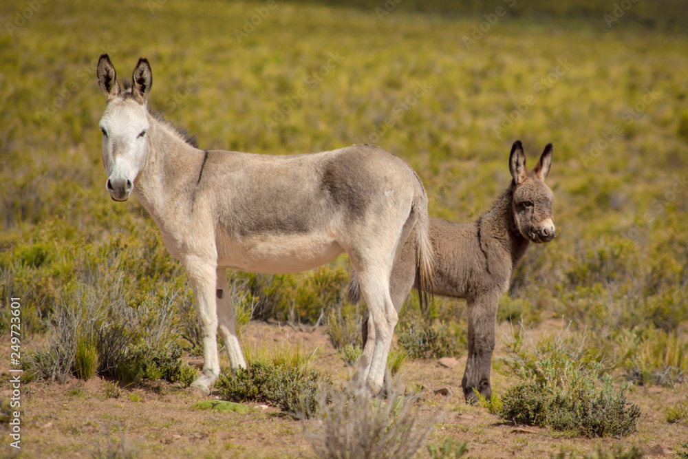 animals of the argentine north