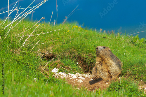 Marmotta alpina (Marmota marmota) presso l'ingresso della sua tana photo