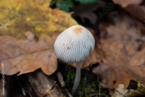 Pinstripe Inkcap Mushroom Growing in Autumn