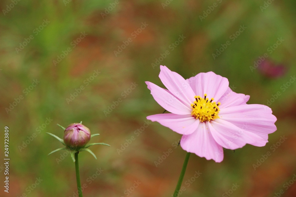 Beautiful cosmos colorful flowers in the garden Beautiful cosmos colorful flowers in the garden