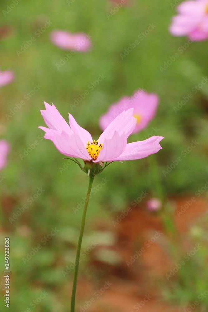 Beautiful cosmos colorful flowers in the garden Beautiful cosmos colorful flowers in the garden
