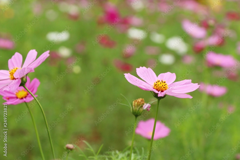 Beautiful cosmos colorful flowers in the garden Beautiful cosmos colorful flowers in the garden