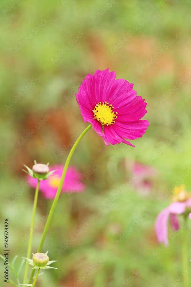 Beautiful cosmos colorful flowers in the garden Beautiful cosmos colorful flowers in the garden