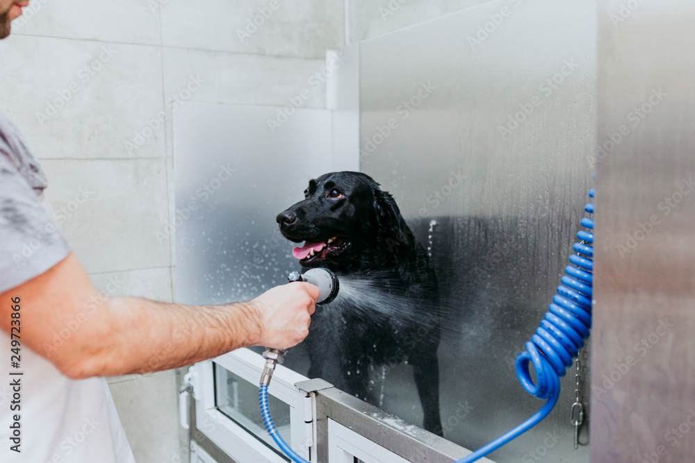 young man washing and cleaning a black labrador in grooming salon
