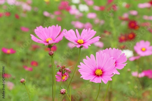 Beautiful cosmos colorful flowers in the garden