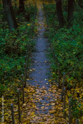 Path through the forest in late autumn