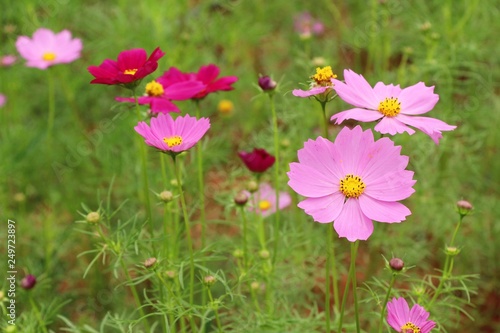 Beautiful cosmos colorful flowers in the garden