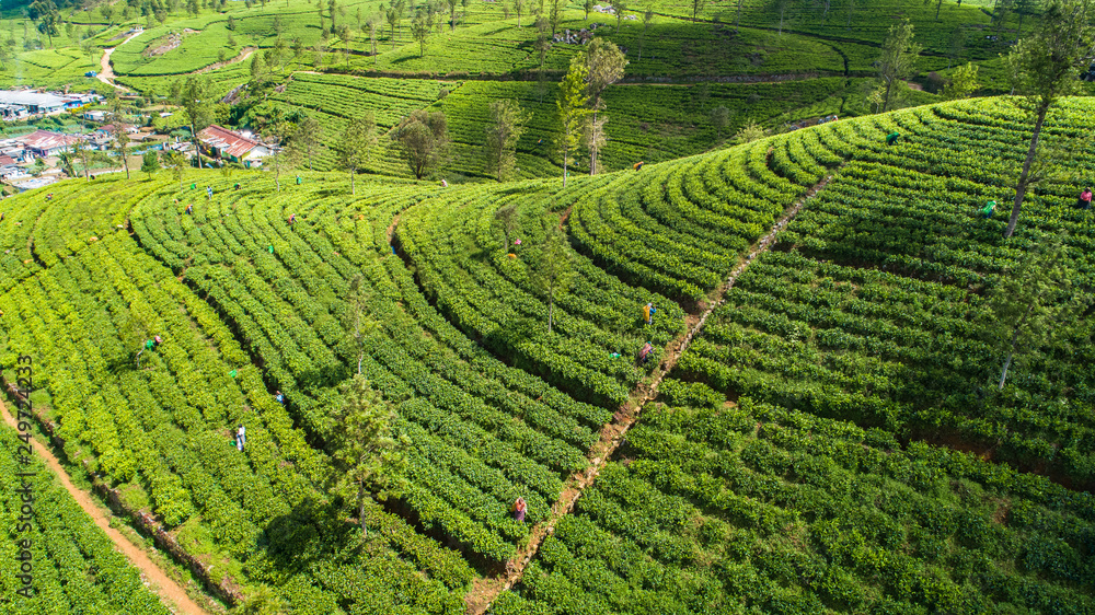 Aerial. Famous green tea plantation landscape view from Lipton's Seat, Haputale, Sri Lanka.