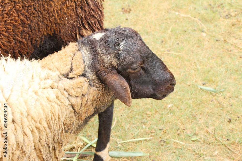 Fototapeta premium Sheep in the farm with the nature