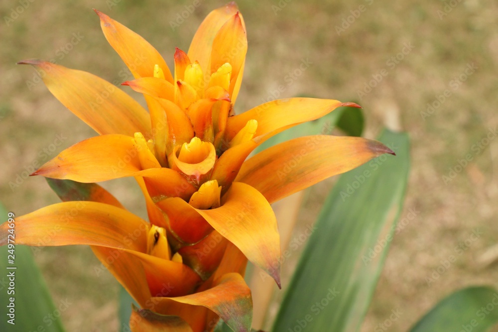 Obraz premium Bromeliad flower in the garden with nature
