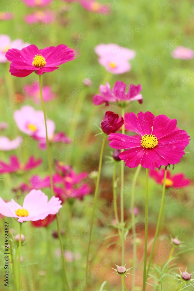 Beautiful cosmos colorful flowers in the garden Beautiful cosmos colorful flowers in the garden
