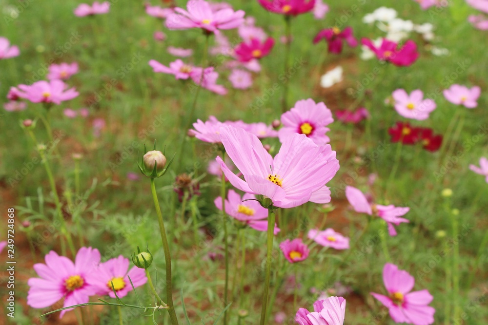 Beautiful cosmos colorful flowers in the garden