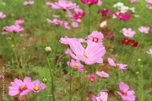 Beautiful cosmos colorful flowers in the garden