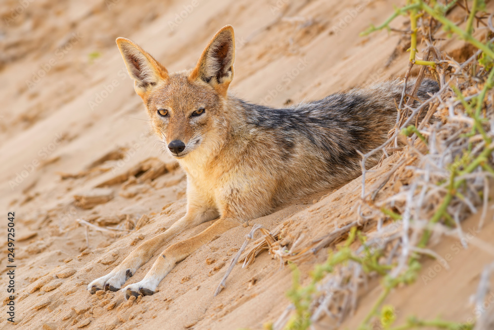 Black-backed Jackal - Canis mesomelas, beautiful young jackal posting in the sand of Namib desert, Walviss Bay, Namibia Black-backed Jackal - Canis mesomelas, beautiful young jackal posting in the sand of Namib desert, Walviss Bay, Namibia