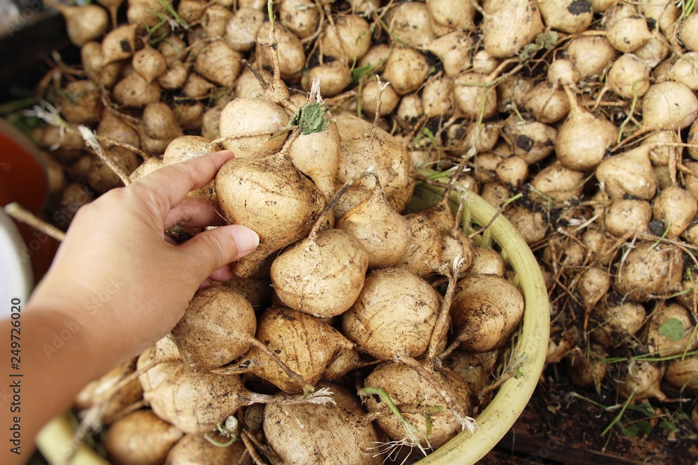 cassava or yam bean in the market cassava or yam bean in the market